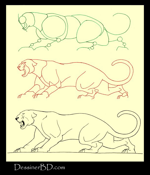 apprendre à dessiner un félin