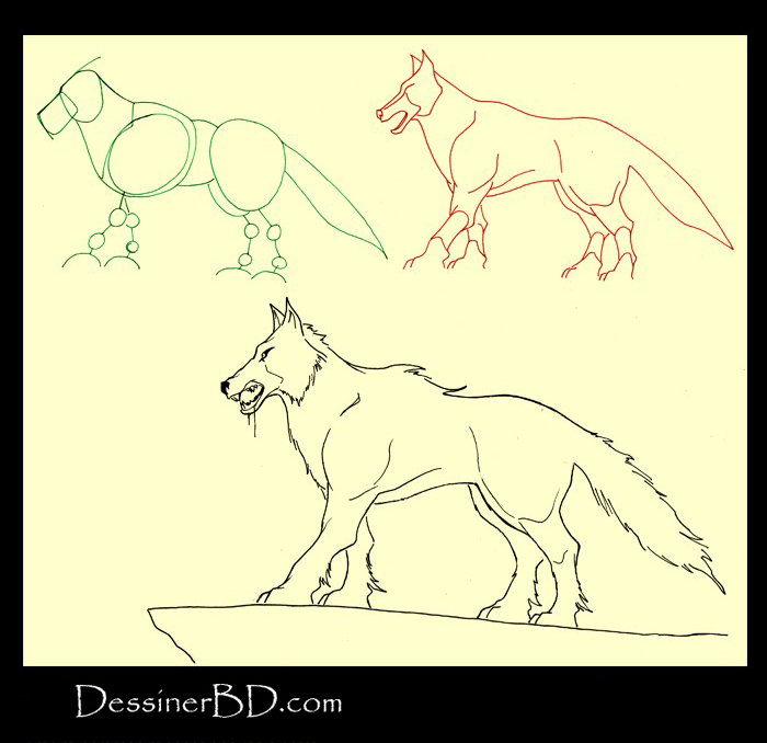 apprendre à dessiner un loup