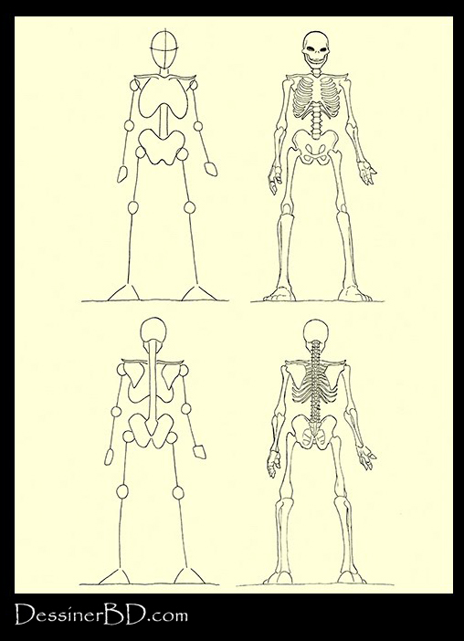 dessiner un squelette de face et dos
