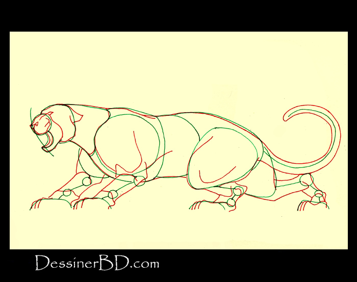 comment dessiner anatomie félin B