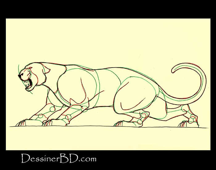 comment dessiner détails félin B